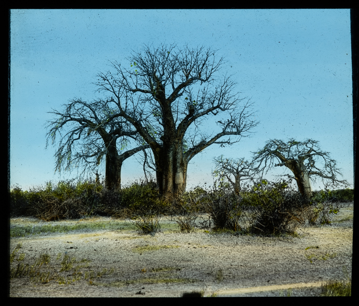  Baobab Trees
